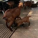 승희축사 이미지