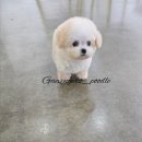 하늘켄넬 이미지