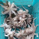 훼미리호 좌대낚시터 이미지