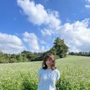 봉개해아름 | 휴무 일상 _ 반나절 제주 동쪽 여행 (대흘메밀꽃밭/용눈이오름/송당스타벅스)