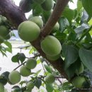 민주네집 이미지