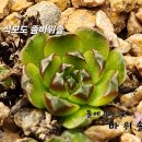 석모도 좀바위솔 이미지