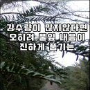 풀내음 가득 비오는날 제주 숲길 탐방 우비 및 우산 필수 장화있음 더 좋음 이미지