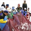 민물고기와 바닷물고기의 차이 이미지