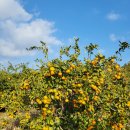 봉이네농장 이미지