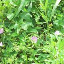 카페수련 이미지