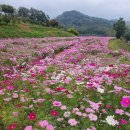 상록수, IMAESTRI 이미지