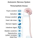 자율신경계(Autonomic Nervous System)에 대하여 이미지