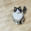 랙돌 캐터리 아이돌스(IDOLLS) 이미지