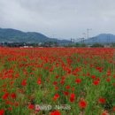 경기도 가평 자라섬 남도꽃정원 축제 양귀비 수국 라벤더 당일치기여행 이미지