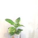 사파동396 이미지