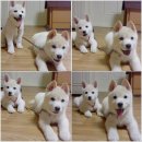 쭈쭈쭈 Daum카페