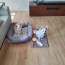 맡겨주개 이미지