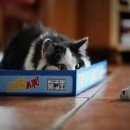 퍼니(FUNNY) 이미지