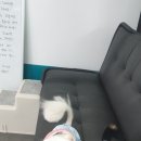 해피투게독