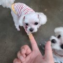 멍그니엘 애견호텔 수원점 이미지