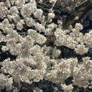 수원-0407 | April records #1 :: 벚꽃 ::