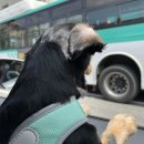 뭉구르밍 이미지