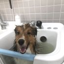 향동애견미용 이미지