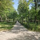 가로수길 이미지