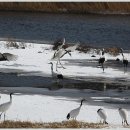 생음악차차차 이미지