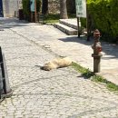 역마슈퍼 | [터키여행]2일차! 얻어걸린 행복