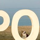 학암 | 충남 태안 오션뷰 학암포나로캠핑장 애견동반 후기