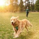 건강한 강아지 이미지