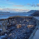 완도11호 이미지