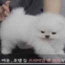 제이미니샵 이미지