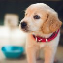 장평25시동물종합병원 | [노원/도봉/동대문/동작구] 광견병 주사비 지원 확인하세요!