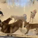 카페쿠치 네이버블로그