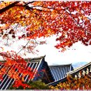 [2025. 11. 16. 일.]-[해. -2℃~21℃, 06:59~17:17]-[헬공휴] 이미지