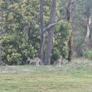 캉가루(318) 이미지