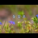 동심초 이미지