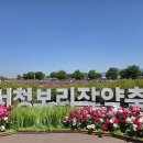 함안 칠서 청보리작약축제 (2026.05.09) 이미지