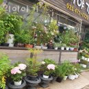 꽃들의이야기 이미지