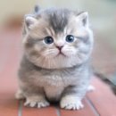 부산펫(주) 이미지