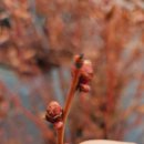 룰루베리팜 이미지