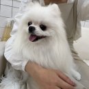 발렌티몽 이미지