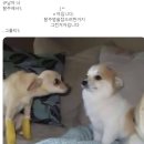 포당포당 | 이것만큼은 맹세할게