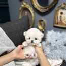 메종드퍼피 이미지