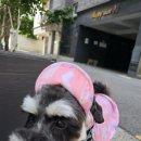 그루밍 호찌 이미지