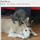 이너챕터