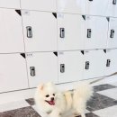 세종애견미용 이미지