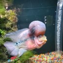 hamer fish.~~~~~~~! 이미지
