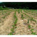 은행나무 농장 이미지