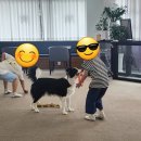 뽀뽀뽀하개 이미지