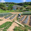 강남중의 강남 내곡동 토지 반값급매 이미지