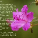 나무와 새 Daum카페